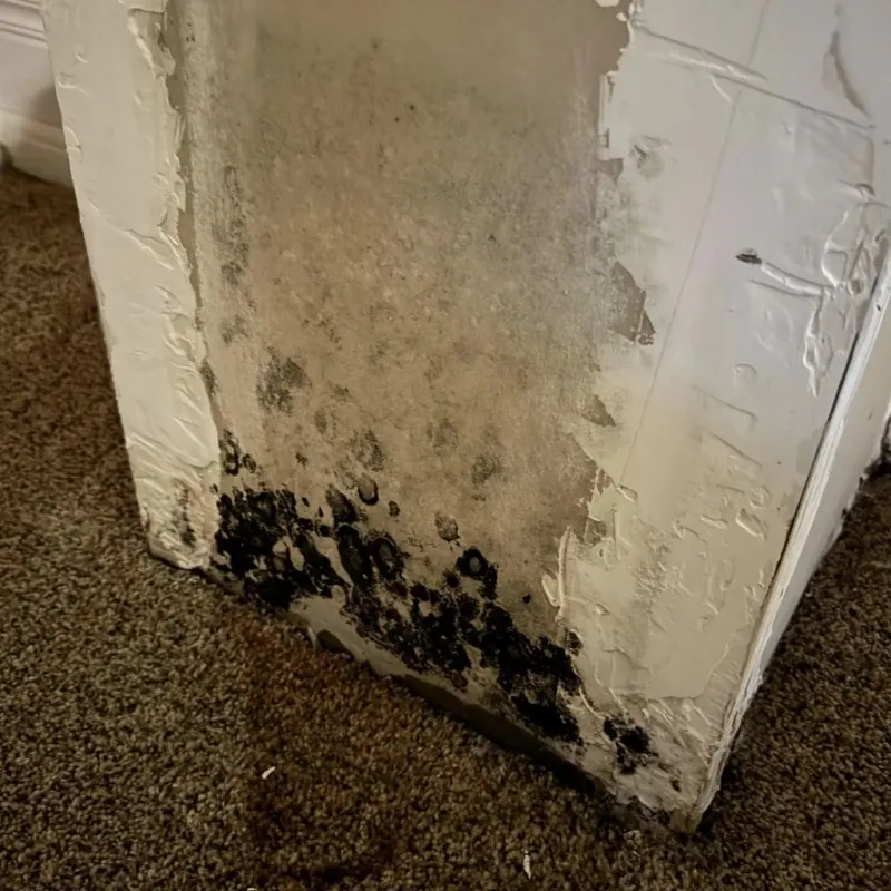 Professional Mold Removal in Manassas, VA